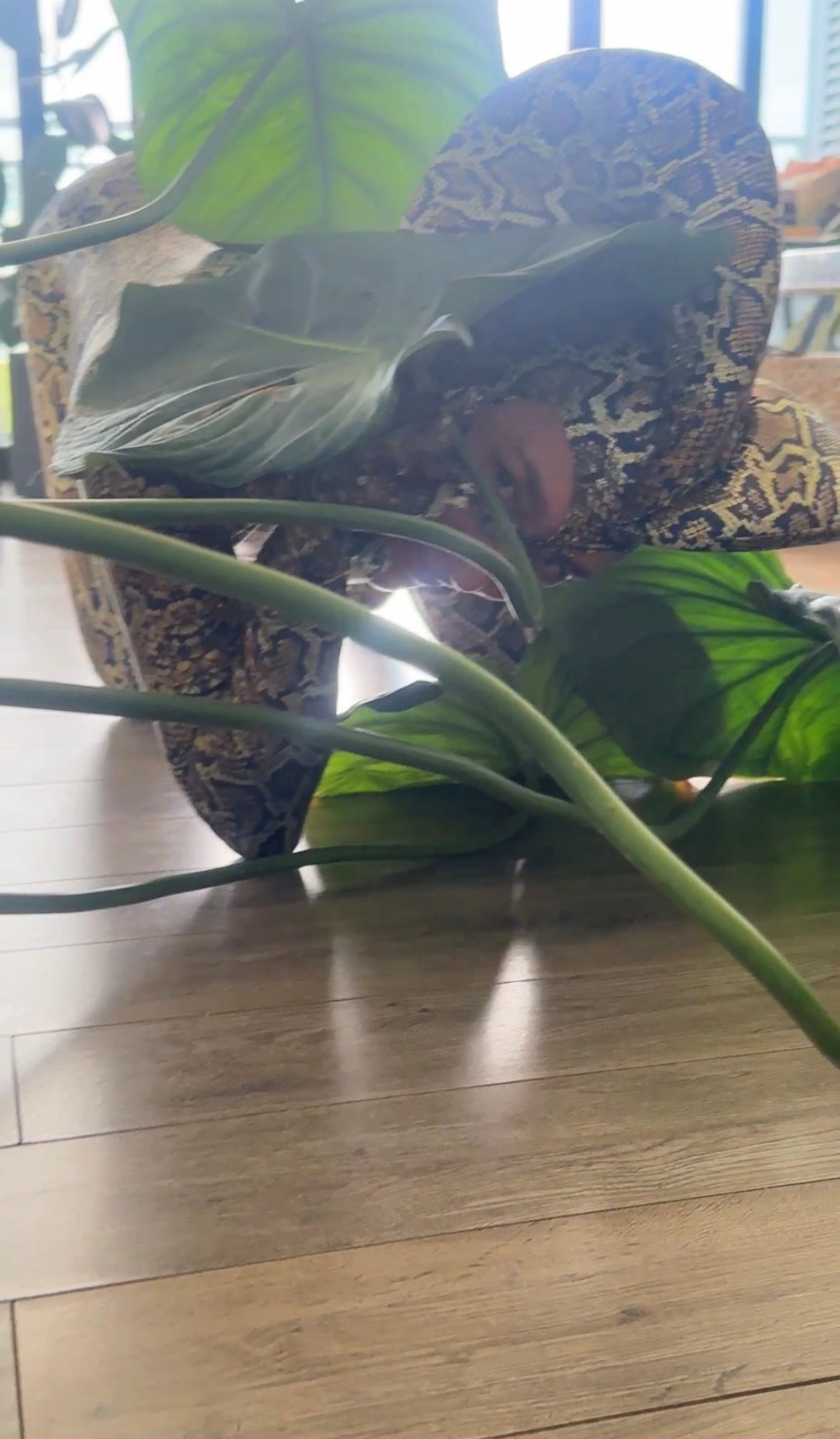 A person in a Green Cobra Snake Costume crouches on a wooden floor, partially hidden behind large green plant leaves.